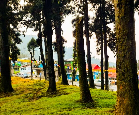 lepchagajat forest