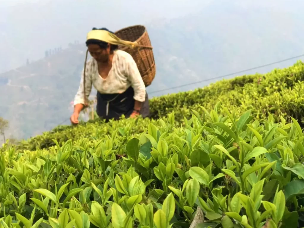 Risheehat tea estate
