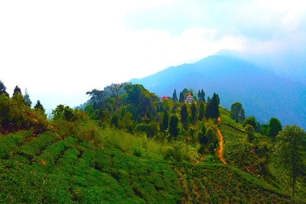 Mahaldiram tea garden view