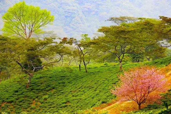 Rangaroon Tea Garden