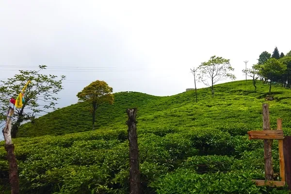 Risheehat Tea Garden