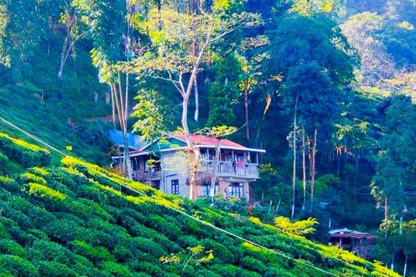 darjeeling homestay