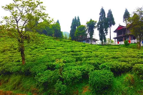 Mahaldiram tea Garden